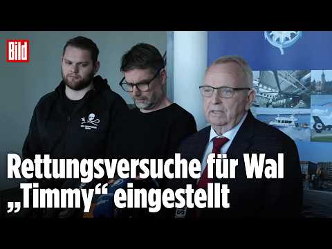 Gestrandeter Buckelwal „Timmy“: Experten erklären Scheitern der Rettung