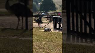 Hora do passeio #miniporco #minipig #minianimais #animaisengraçados #fazenda #animais