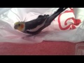 Cockatiel in a bag