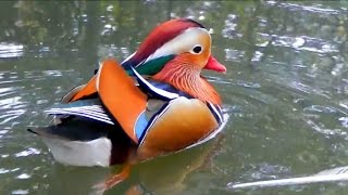 Mandarin Duck on the Move