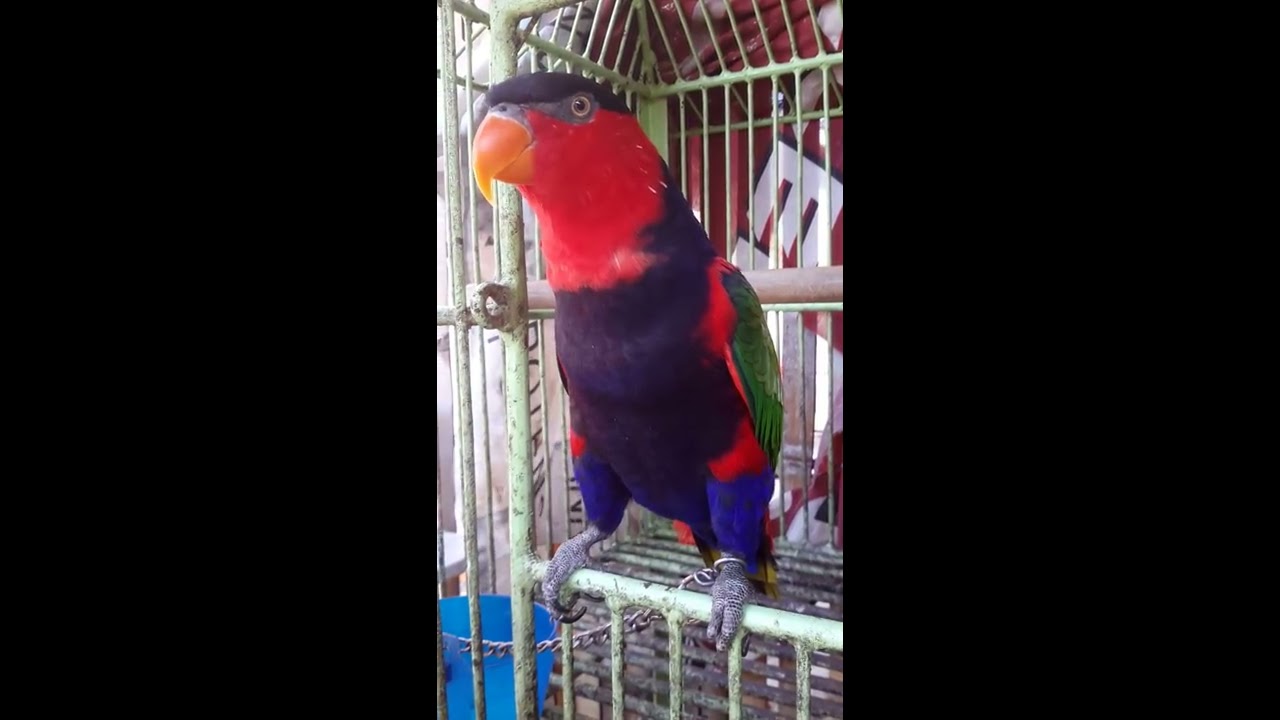 Burung Lucu Bikin Ngakak 2017 Youtube Burung Lucu Bikin Ngakak 2017 Youtube