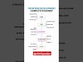 Frontend Development Roadmap: A Guide for Beginners & Beyond
