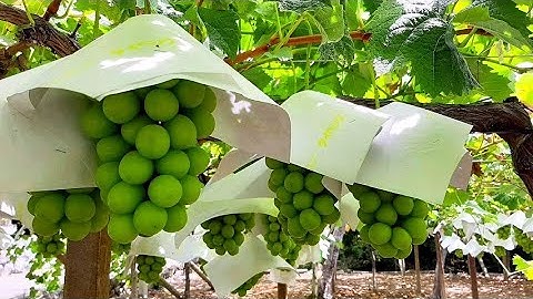 Pemandangan panen Anggur Shine Muscat di Jepang
