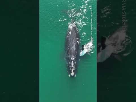 Critically endangered right whale calf spotted in Atlantic Ocean #shorts