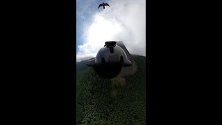 Wingsuiter dive bombed by Peregrine Falcon