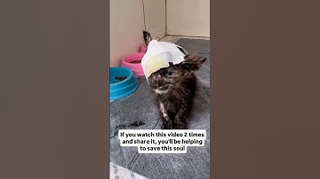 Every seconds helps to save the stray cats kindly please help and donate through the link in bio