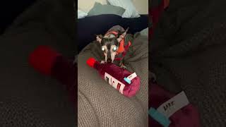 Chihuahua Dog Angry | Don't Dare Touch My whisky | Chihuahuas Cute Dogs YouTube Shorts Video #s