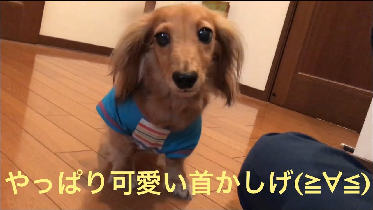 ミニチュアダックスフンド 真後ろから見た首かしげモモさん Youtube