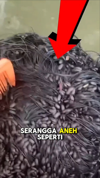Hair Covered in Bugs? Turns Out They're Not Lice and They're Not Dangerous!