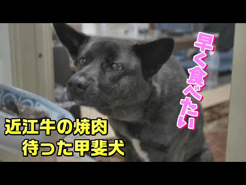 近江牛と初キャベツを食った甲斐犬-　甲斐犬いち