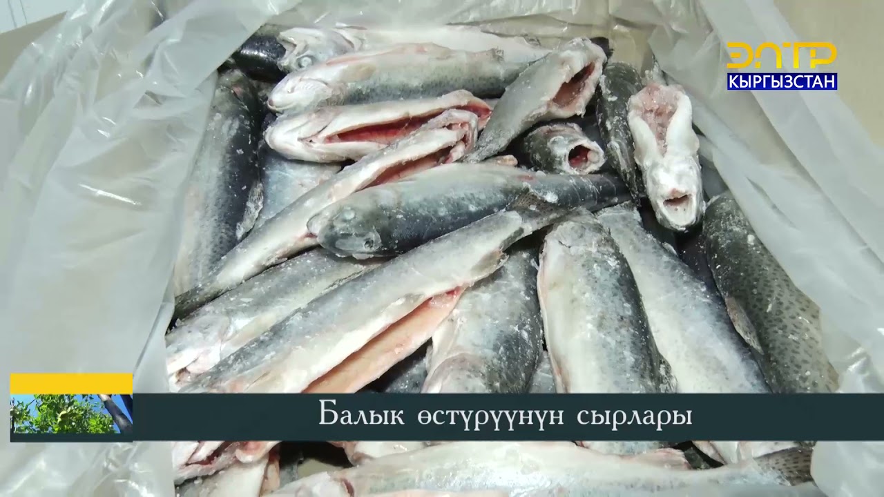 Регион // Балык бизнес / Өстүрүүнүн сырлары