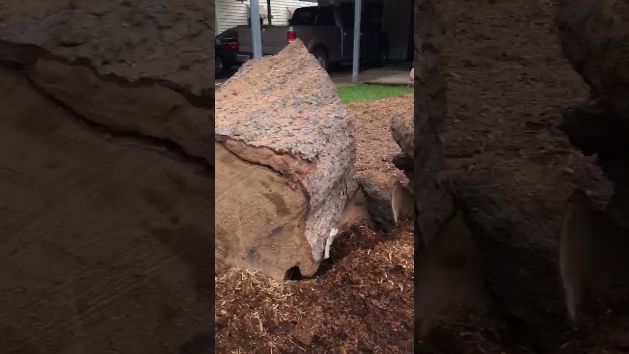 Tree Damaged by Termites on the Inside Visible After Cutting Down Tree