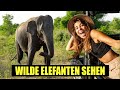 Die beste Safari in Sri Lanka?! - Wilder Baby Elefant im Udawalawe Nationalpark