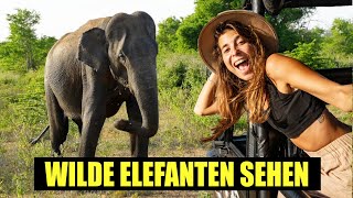 Die beste Safari in Sri Lanka?! - Wilder Baby Elefant im Udawalawe Nationalpark