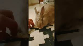 millie the handsome rabbit boy, enjoy a kiwi stick