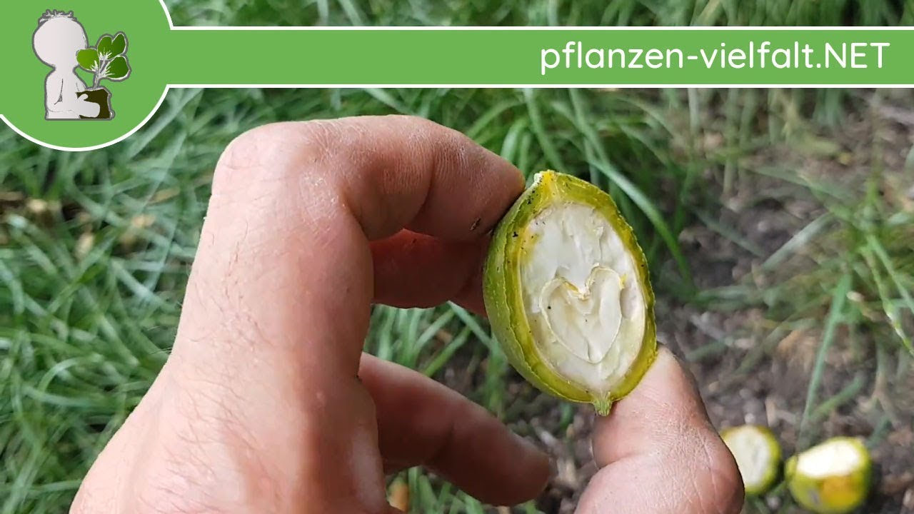 Echte Walnuss - Unreife Frucht &amp;quot;Innenleben&amp;quot; - 09.07.18 (Juglans regia ...