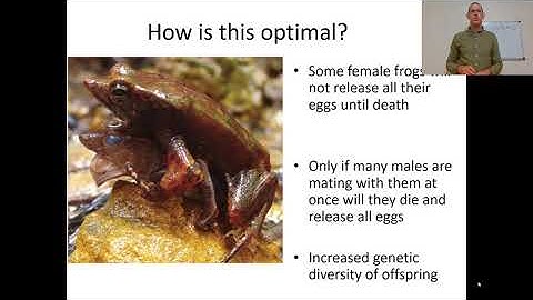 13 Lecture  Tinbergen and Odd Mating Systems