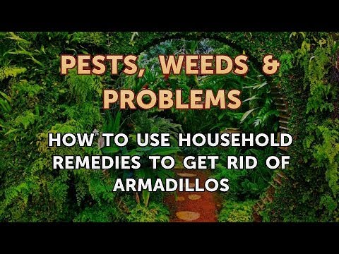 How to Use Household Remedies to Get Rid of Armadillos
