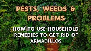 How to Use Household Remedies to Get Rid of Armadillos
