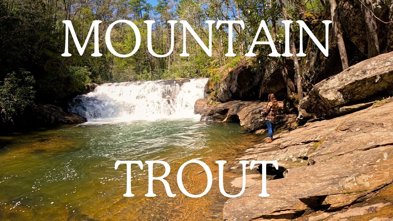 Trout Fishing Day Two Limits! YouTube