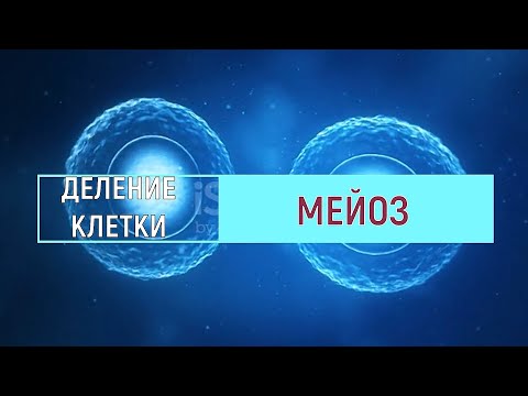 МЕЙОЗ. Сходство и отличие от митоза