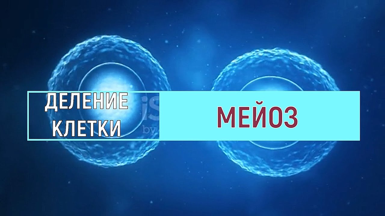 МЕЙОЗ. Сходство и отличие от митоза - YouTube