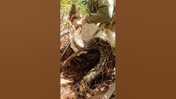 wait for it 👀🐍 another invasive python nest removed from the Everglades! #floridawoman #eggs