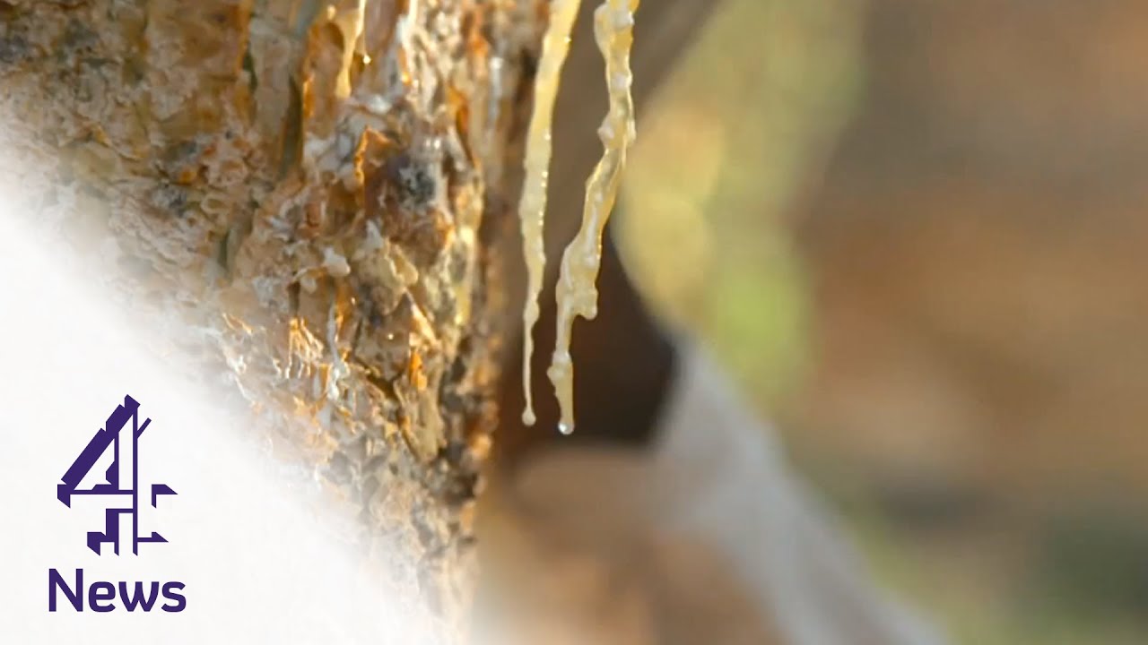 Three wise pirates? Today's frankincense trade | Channel 4 News