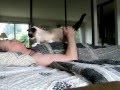 How Snowshoe Cats Love You の動画、YouTube動画。