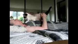 How Snowshoe Cats Love You by KittenFarm Productions 24,853 views 10 years ago 1 minute, 51 seconds