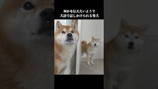 実家の柴犬に犬語で話しかけられて… #shibainu #可愛い #犬のいる暮らし