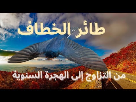 طائر الخطاف او طائر السنونو من ال إلى الهجرة السنوية