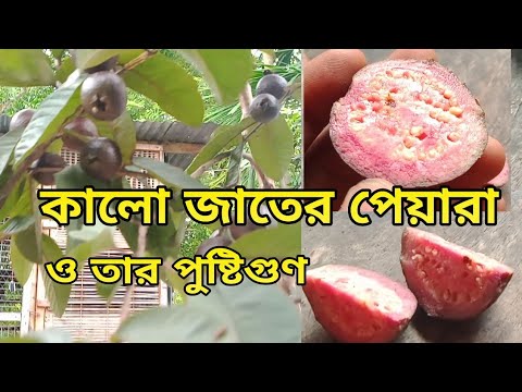 ভিডিও: কালো নাইটশেড: ফটো, সুবিধা এবং ক্ষতি