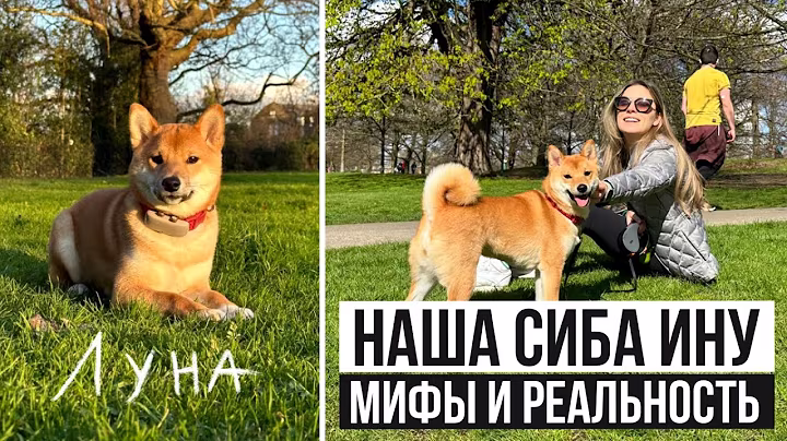 Shiba Inu myths and reality 🦊 Pros and cons of the Shiba Inu dog breed