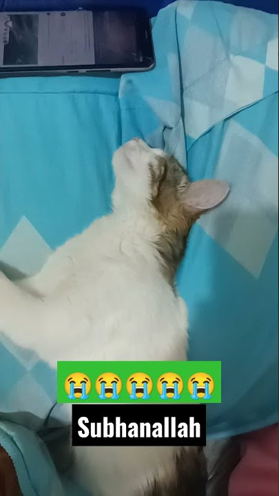 Subhanallah Kucing Ini Sampe Ketiduran Dengerin Ceramah Habib Bahar Bin Smith