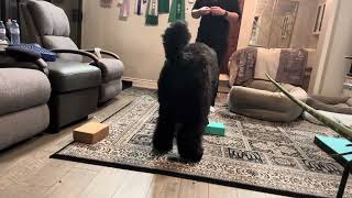 How to prepare puppy for show  tips, tricks, advices BLACK Russian Terrier puppy