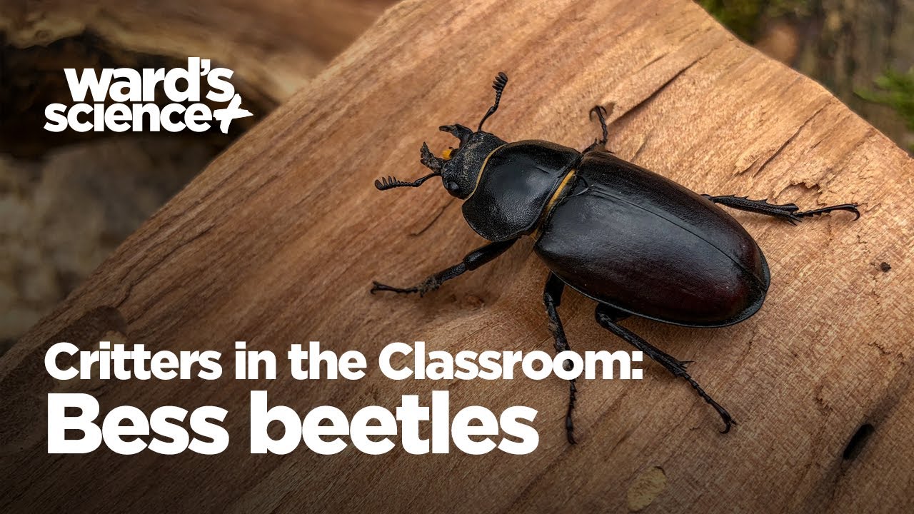 Critters in the Classroom: Insect Edition - Bessbugs - YouTube
