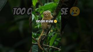 World’s Smallest Monkey is Disappearing 😢 Save the Pygmy Marmoset!