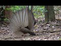 The Great Argus Pheasant observation at his mating place.  Part I