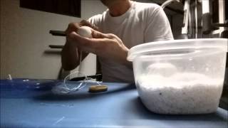 Ball Python Egg Cutting and Results
