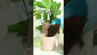 Maranta Green Prayer Plant propagation