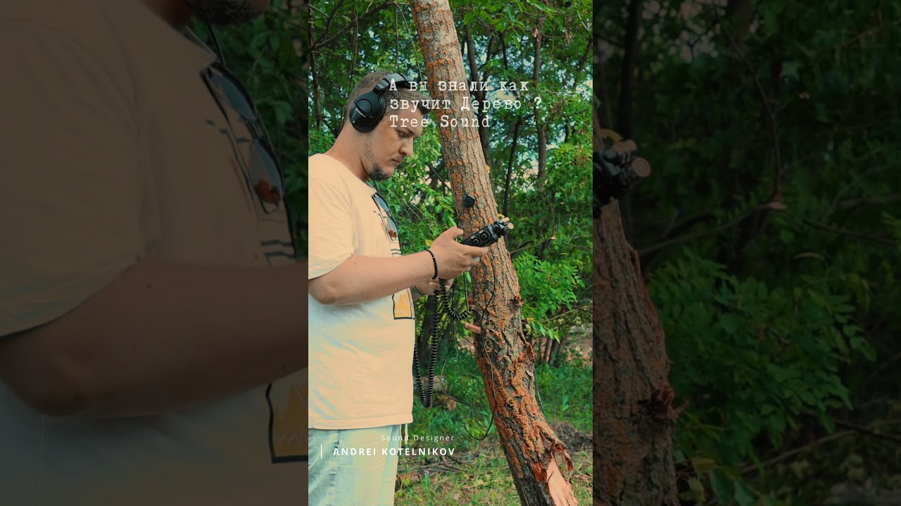 🎧 Tree Sound / Cinematic sound design / ASMR 