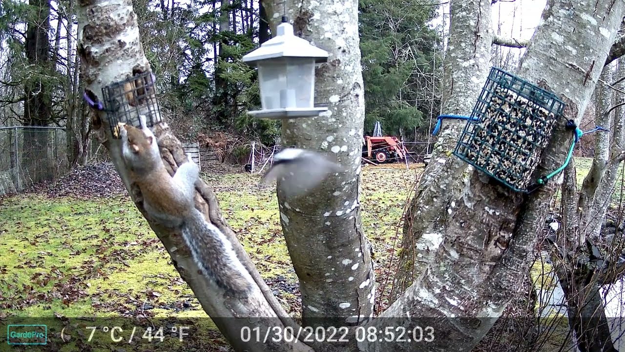 Hungry birds and squirrels part 1 (some audio)