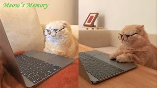 Try Not To LAUGH CATS Videos  Funny Cat Memory  #8