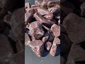 8 926 300-57-55. Крошка Лемезит Бордо галтованная, галька, природный камень, камень для ландшафта