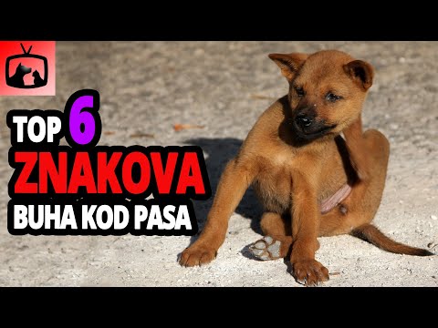 Video: 5 Znakova Da Imate (i Svog Ljubimca) Buhe I Da To Ne Znate