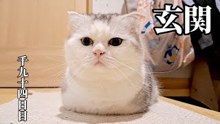 玄関　こねこ成長日記　千九十四日目