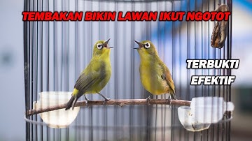 PANCINGAN PLECI NEMBAK PALING AMPUH BIKIN LAWAN IKUT NEMBAK NGOTOT, CEPAT BUKA PARUH
