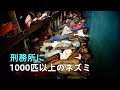 マダガスカルの刑務所、囚人がネズミと食べ物を奪い合う