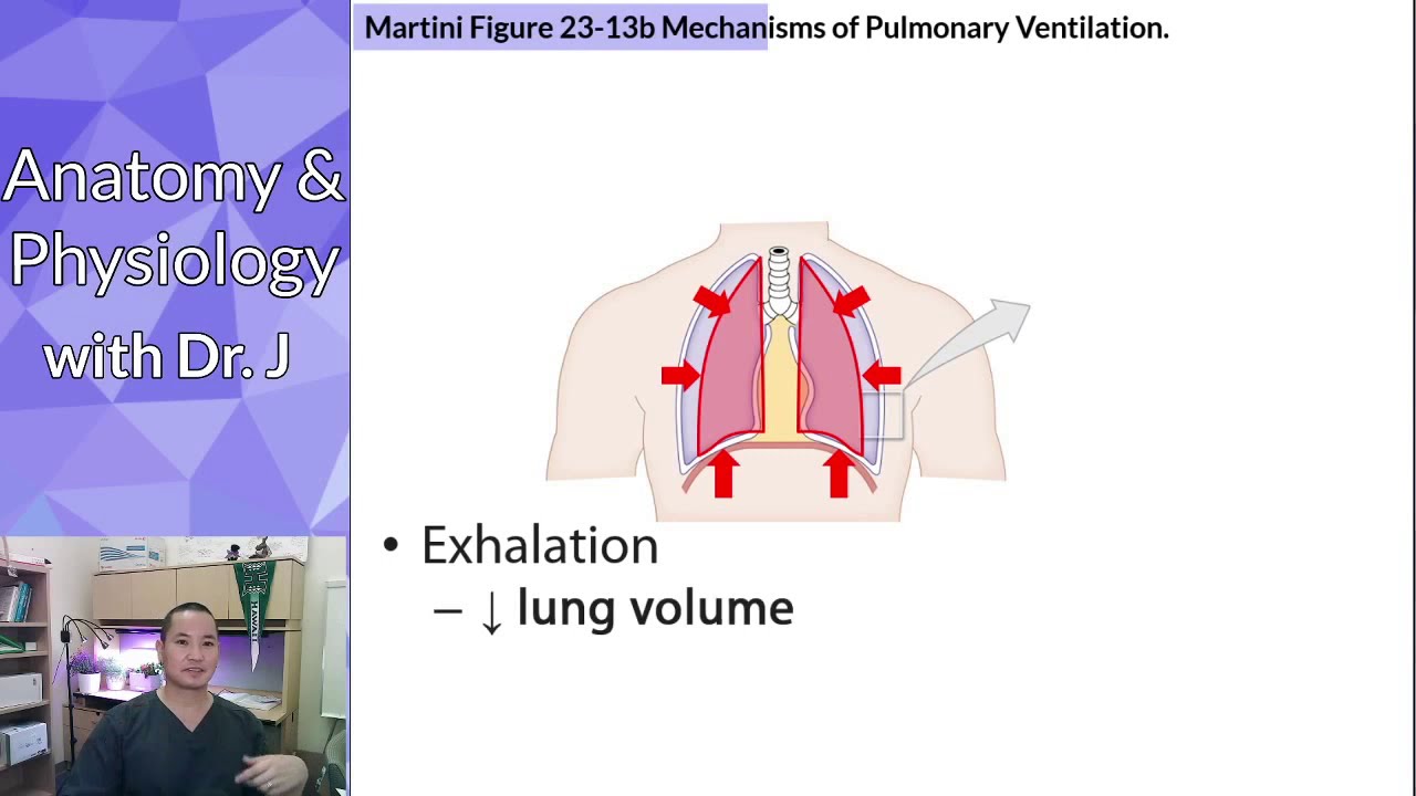 PHYL 142 | Respiratory | Boyle's Law, Pressure, & Volume